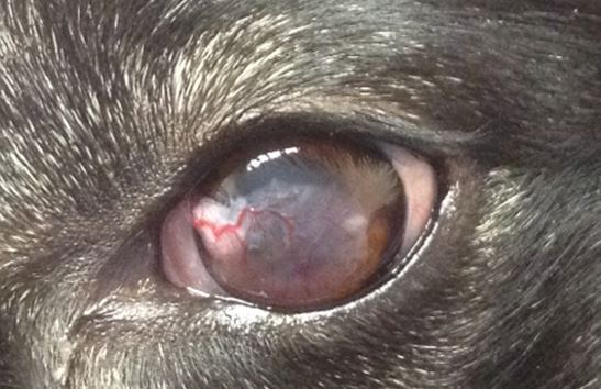 Keratomycosis in a dog